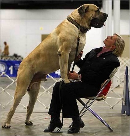 30 Buffe Foto di Cani che Non Sanno di Essere Enormi