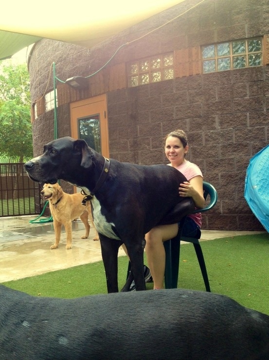 30 Buffe Foto di Cani che Non Sanno di Essere Enormi