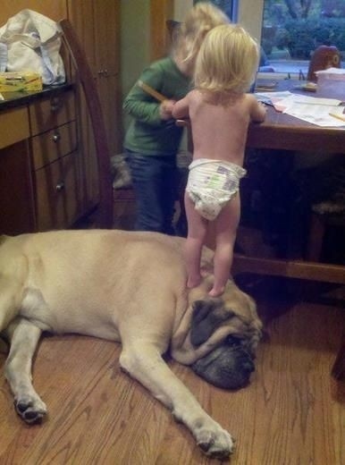 30 Buffe Foto di Cani che Non Sanno di Essere Enormi