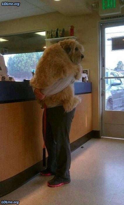 30 Buffe Foto di Cani che Non Sanno di Essere Enormi