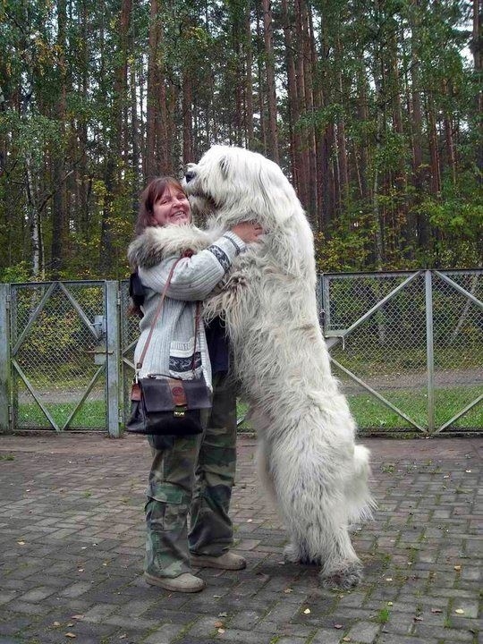 30 Buffe Foto di Cani che Non Sanno di Essere Enormi