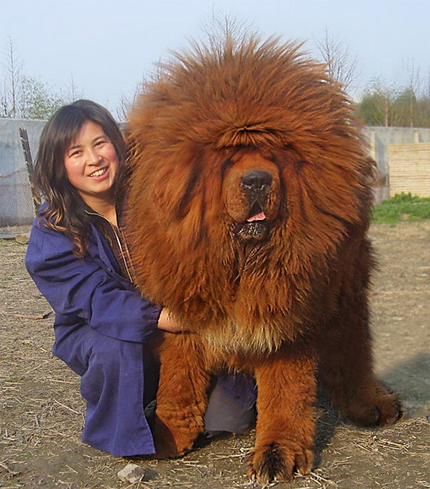 30 Buffe Foto di Cani che Non Sanno di Essere Enormi