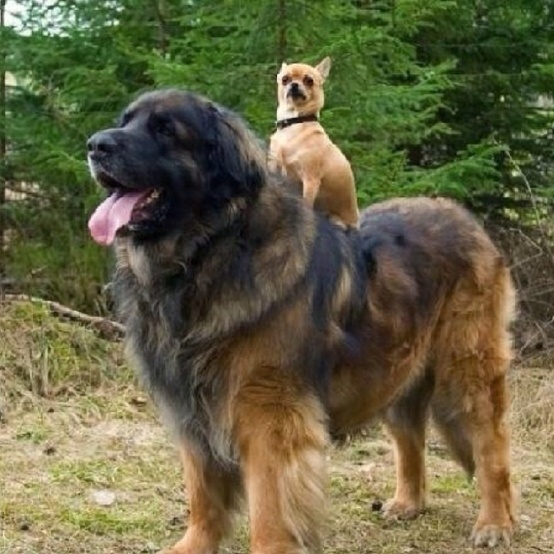 30 Buffe Foto di Cani che Non Sanno di Essere Enormi