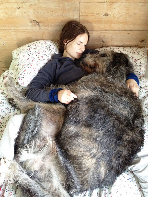 30 Buffe Foto di Cani che Non Sanno di Essere Enormi