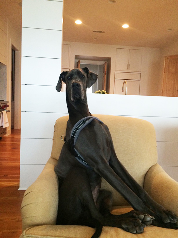 30 Buffe Foto di Cani che Non Sanno di Essere Enormi