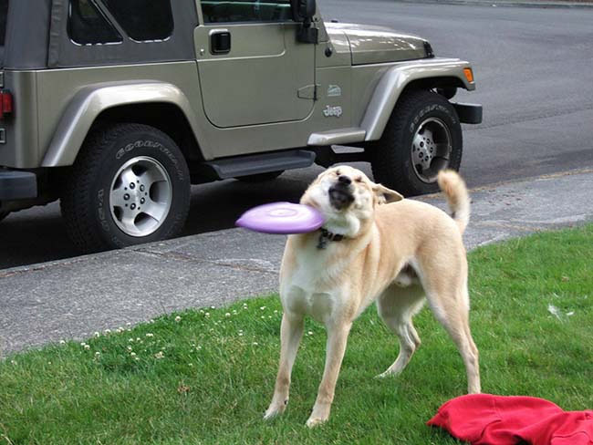 Che Tempismo! Foto di Cani Scattate “Inavvertitamente” nel Momento Giusto