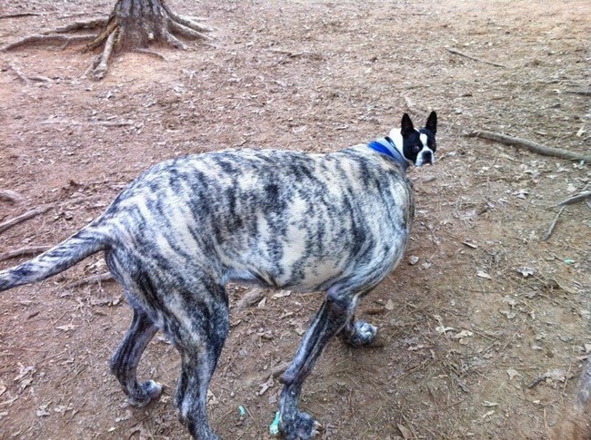 Che Tempismo! Foto di Cani Scattate “Inavvertitamente” nel Momento Giusto