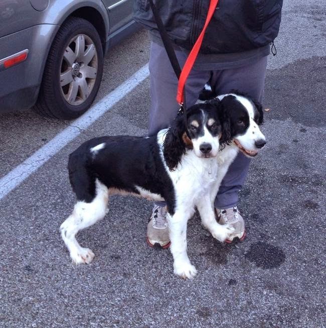 Che Tempismo! Foto di Cani Scattate “Inavvertitamente” nel Momento Giusto