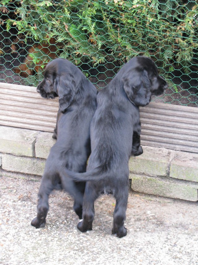 Che Tempismo! Foto di Cani Scattate “Inavvertitamente” nel Momento Giusto