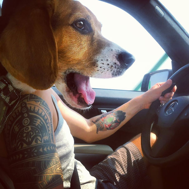 Che Tempismo! Foto di Cani Scattate “Inavvertitamente” nel Momento Giusto