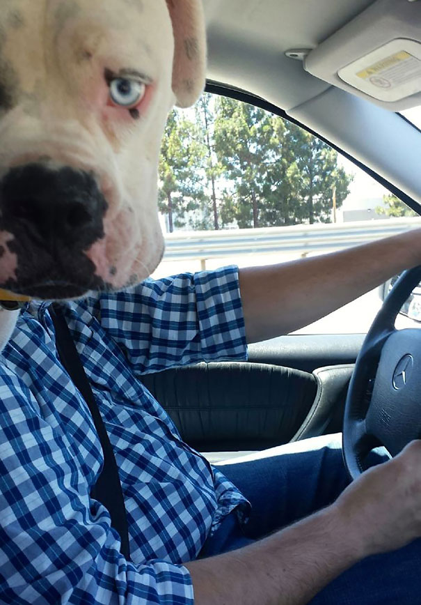 Che Tempismo! Foto di Cani Scattate “Inavvertitamente” nel Momento Giusto