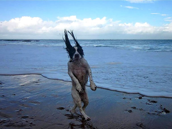 Che Tempismo! Foto di Cani Scattate “Inavvertitamente” nel Momento Giusto