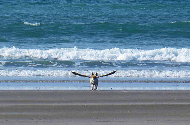 Che Tempismo! Foto di Cani Scattate “Inavvertitamente” nel Momento Giusto