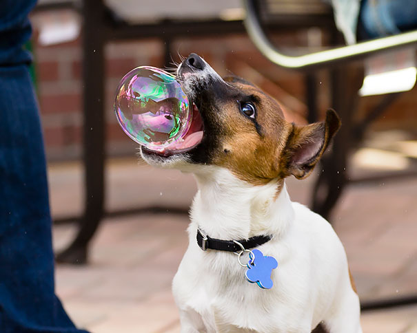 Che Tempismo! Foto di Cani Scattate “Inavvertitamente” nel Momento Giusto