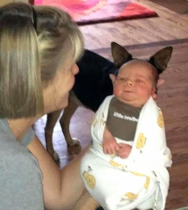 Che Tempismo! Foto di Cani Scattate “Inavvertitamente” nel Momento Giusto