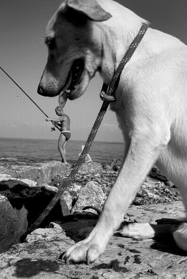 Che Tempismo! Foto di Cani Scattate “Inavvertitamente” nel Momento Giusto