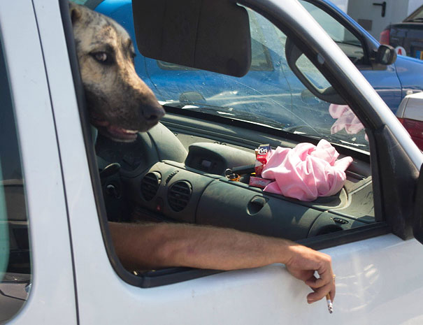 Che Tempismo! Foto di Cani Scattate “Inavvertitamente” nel Momento Giusto