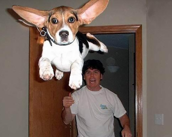 Che Tempismo! Foto di Cani Scattate “Inavvertitamente” nel Momento Giusto