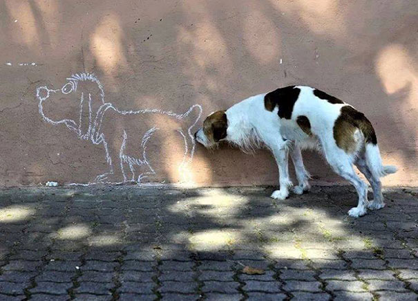 Che Tempismo! Foto di Cani Scattate “Inavvertitamente” nel Momento Giusto