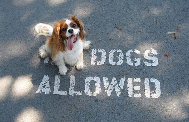 Che Tempismo! Foto di Cani Scattate “Inavvertitamente” nel Momento Giusto
