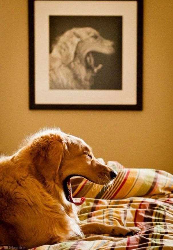 Che Tempismo! Foto di Cani Scattate “Inavvertitamente” nel Momento Giusto