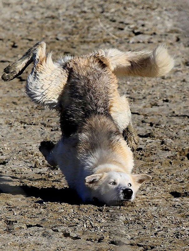 Che Tempismo! Foto di Cani Scattate “Inavvertitamente” nel Momento Giusto