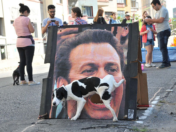 Che Tempismo! Foto di Cani Scattate “Inavvertitamente” nel Momento Giusto