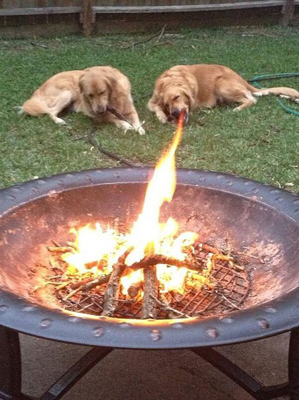 Che Tempismo! Foto di Cani Scattate “Inavvertitamente” nel Momento Giusto