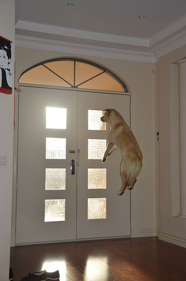Che Tempismo! Foto di Cani Scattate “Inavvertitamente” nel Momento Giusto