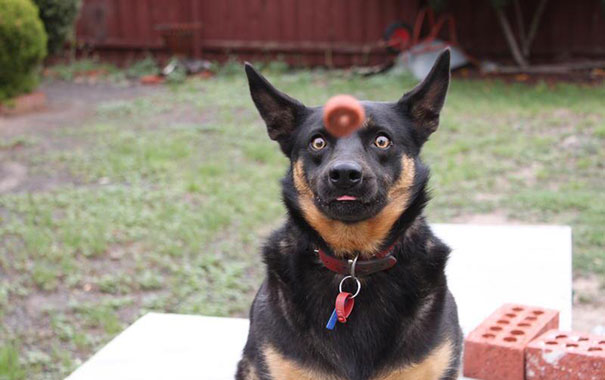 Che Tempismo! Foto di Cani Scattate “Inavvertitamente” nel Momento Giusto