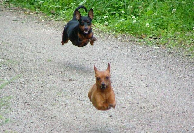 Che Tempismo! Foto di Cani Scattate “Inavvertitamente” nel Momento Giusto