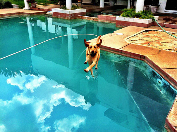 Che Tempismo! Foto di Cani Scattate “Inavvertitamente” nel Momento Giusto