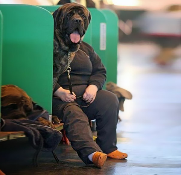 Che Tempismo! Foto di Cani Scattate “Inavvertitamente” nel Momento Giusto
