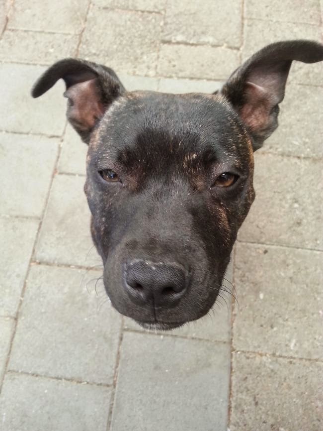 Che Tempismo! Foto di Cani Scattate “Inavvertitamente” nel Momento Giusto
