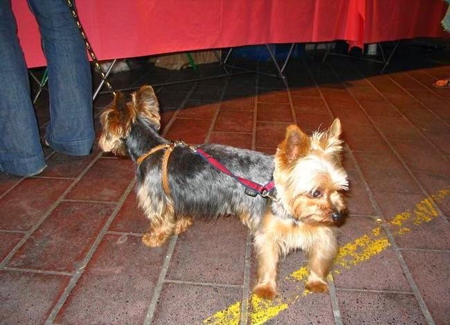 Che Tempismo! Foto di Cani Scattate “Inavvertitamente” nel Momento Giusto