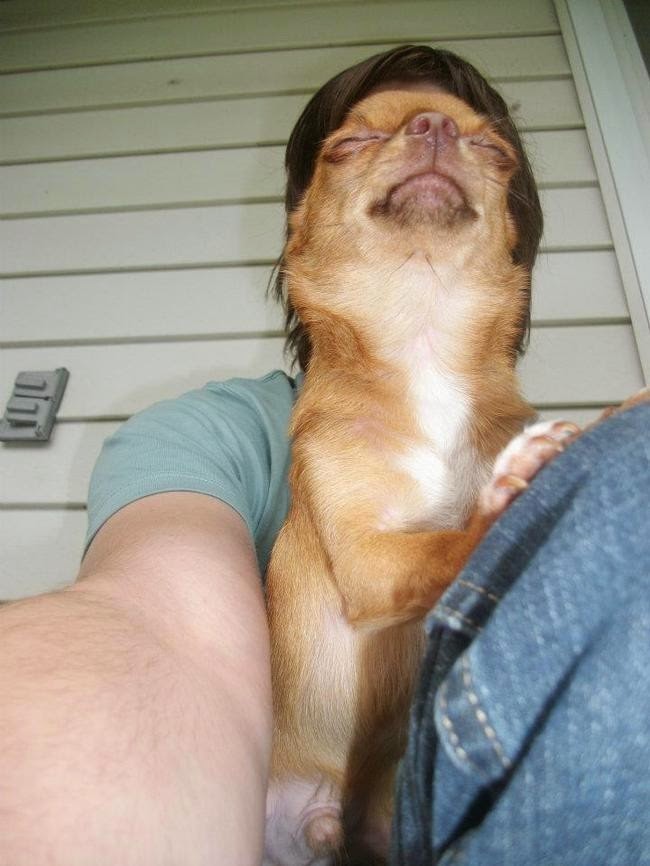 Che Tempismo! Foto di Cani Scattate “Inavvertitamente” nel Momento Giusto