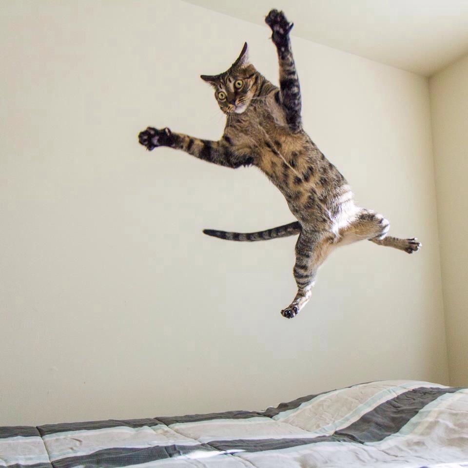 Gatti che Saltano e Volano in Aria Come dei Veri Ninja