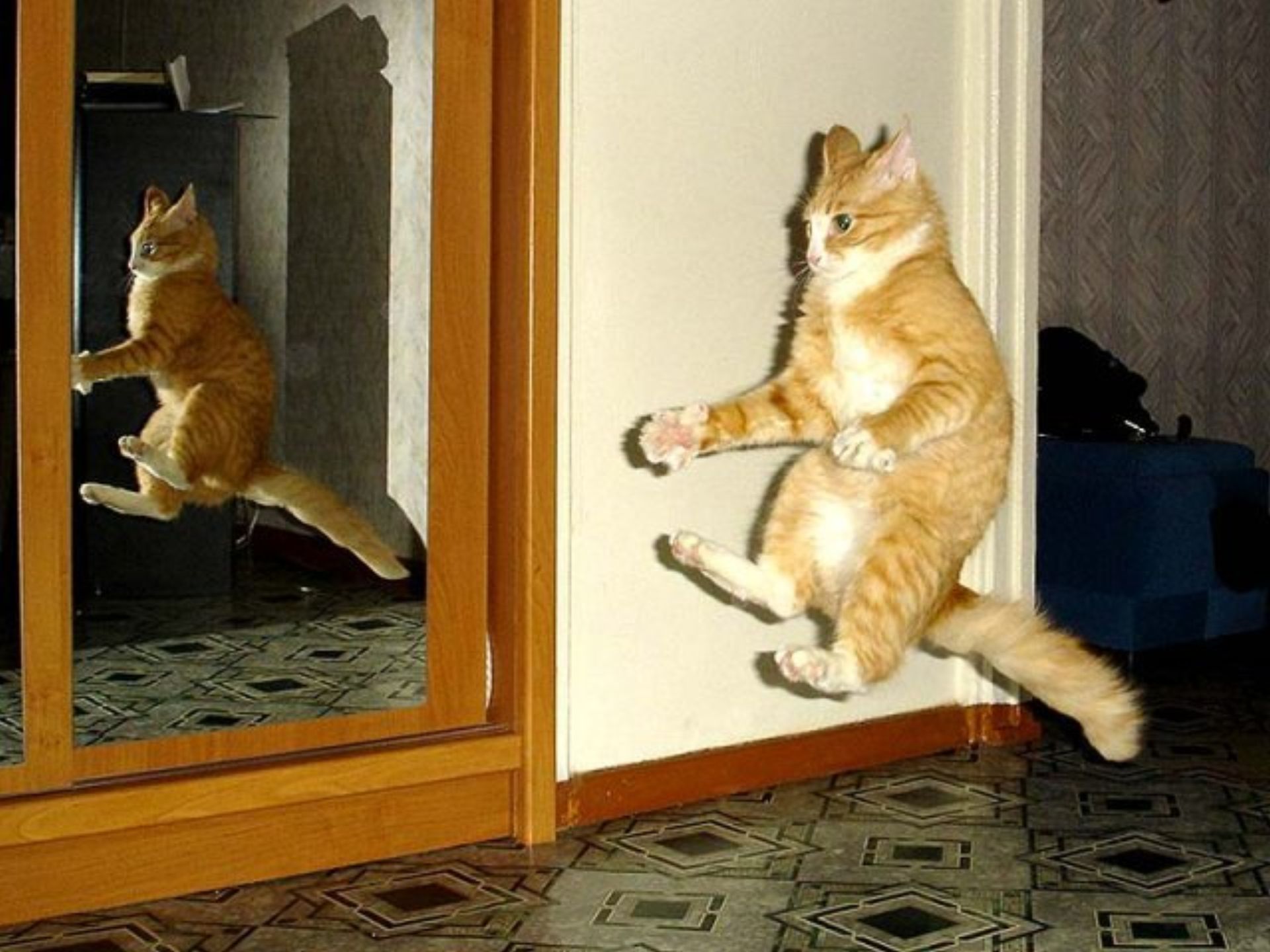 Gatti che Saltano e Volano in Aria Come dei Veri Ninja