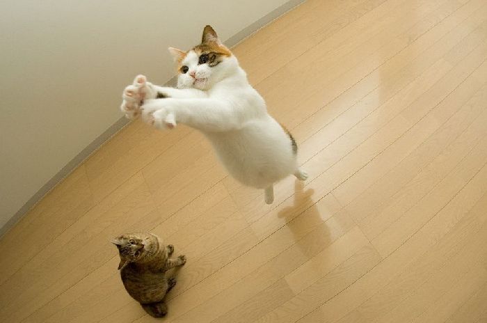 Gatti che Saltano e Volano in Aria Come dei Veri Ninja
