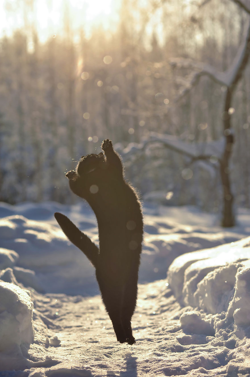 Gatti che Saltano e Volano in Aria Come dei Veri Ninja