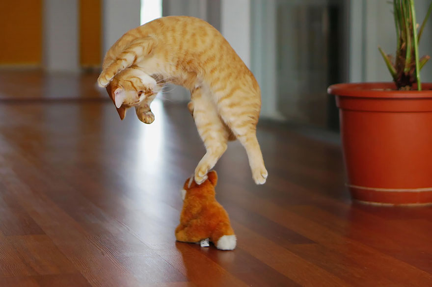 Gatti che Saltano e Volano in Aria Come dei Veri Ninja