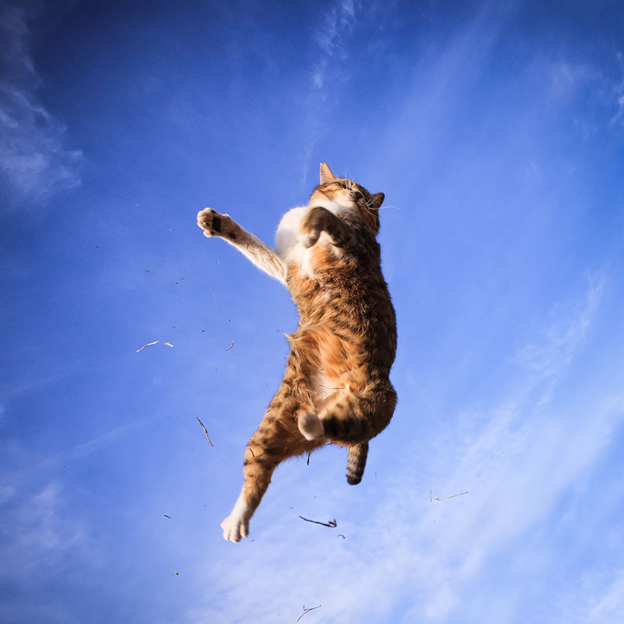 Gatti che Saltano e Volano in Aria Come dei Veri Ninja