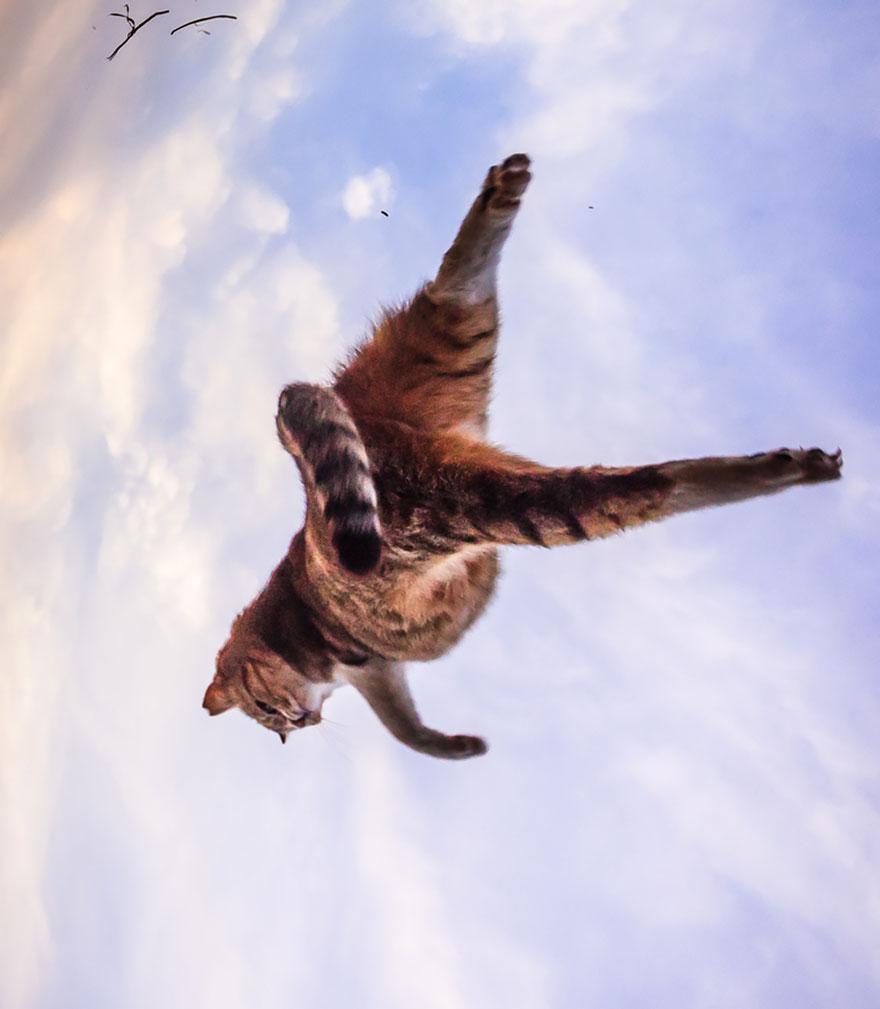 Gatti che Saltano e Volano in Aria Come dei Veri Ninja