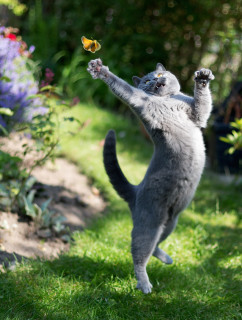 Gatti che Saltano e Volano in Aria Come dei Veri Ninja