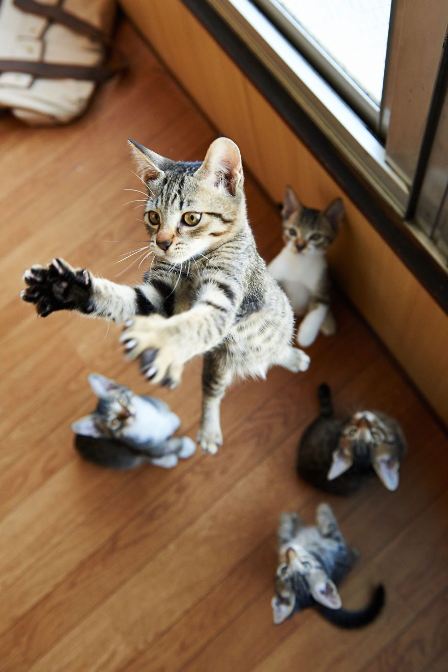 Gatti che Saltano e Volano in Aria Come dei Veri Ninja