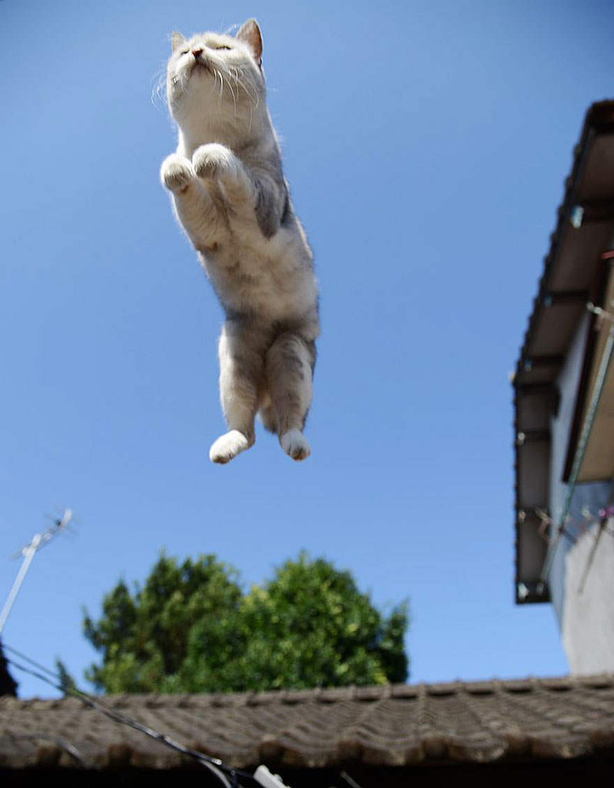 Gatti che Saltano e Volano in Aria Come dei Veri Ninja