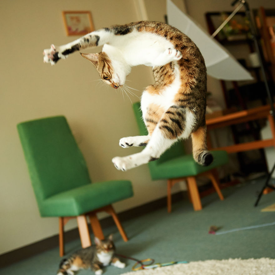 Gatti che Saltano e Volano in Aria Come dei Veri Ninja
