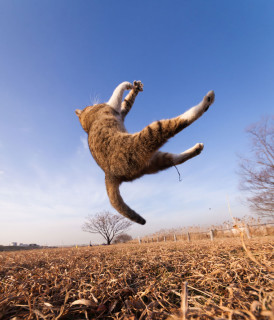 Gatti che Saltano e Volano in Aria Come dei Veri Ninja