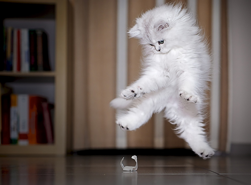Gatti che Saltano e Volano in Aria Come dei Veri Ninja