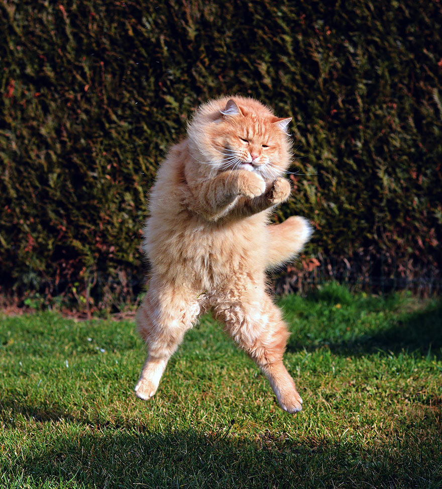 Gatti che Saltano e Volano in Aria Come dei Veri Ninja